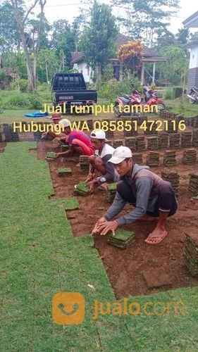 Rumput Golf Tegal,Rumput Hidup Siap Tanam