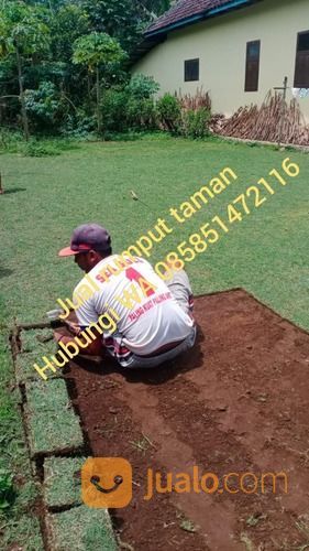 Rumput Golf Tegal,Rumput Hidup Siap Tanam
