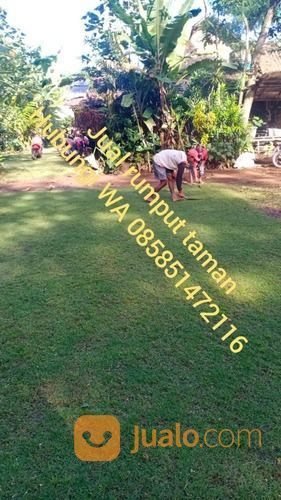 Rumput Golf Tegal,Rumput Hidup Siap Tanam