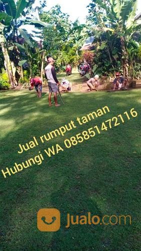 Rumput Golf Tegal,Rumput Hidup Siap Tanam