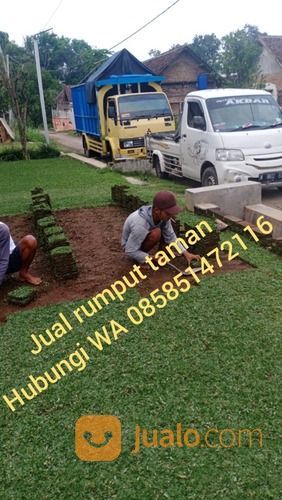 Rumput Jepang Rembang,Rumput Hias Siap Kirim