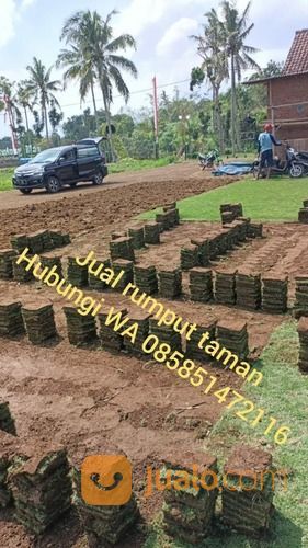 Rumput Gajah Mini Klaten,Rumput Hidup Siap Tanam