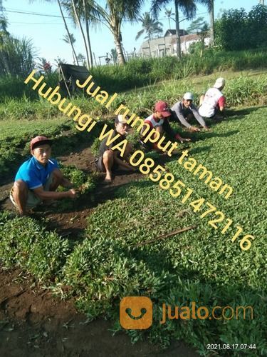 Rumput Gajah Mini Klaten,Rumput Hidup Siap Tanam