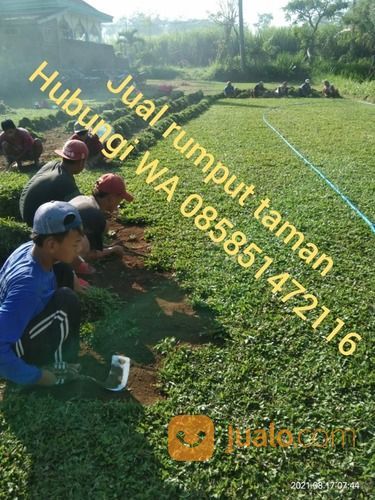 Rumput Gajah Mini Klaten,Rumput Hidup Siap Tanam