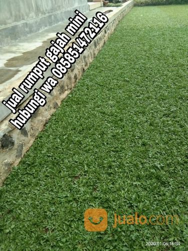 Rumput Gajah Mini Boyolali,Rumput Hijau Harga Petani