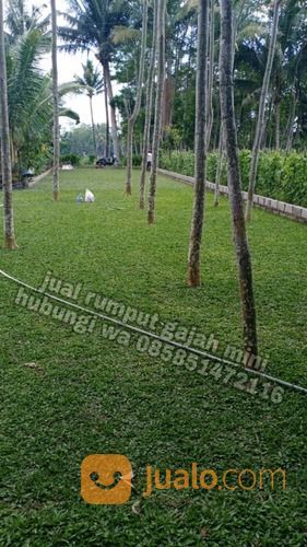 Rumput Gajah Mini Boyolali,Rumput Hijau Harga Petani