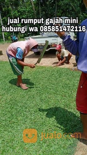 Rumput Gajah Mini Boyolali,Rumput Hijau Harga Petani