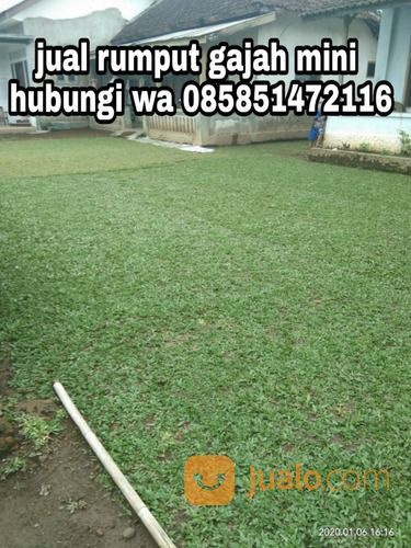 Rumput Gajah Mini Boyolali,Rumput Hijau Harga Petani