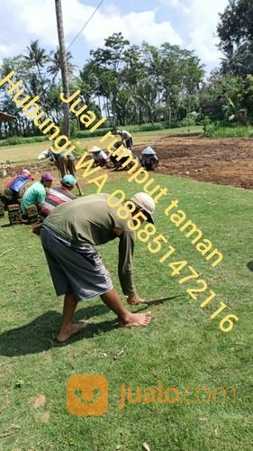 Rumput Gajah Mini Purwokerto,Rumput Hias Siap Tanam Di Taman Anda