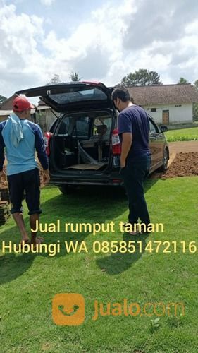 Rumput Gajah Mini Purwokerto,Rumput Hias Siap Tanam Di Taman Anda