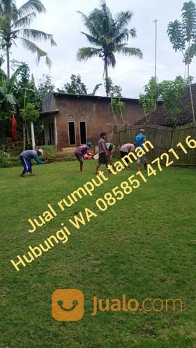 Rumput Golf Slawi,Rumput Harga Murah Kwalitas No 1