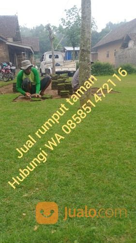 Rumput Golf Slawi,Rumput Harga Murah Kwalitas No 1