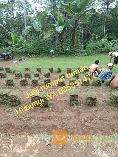 Rumput Jepang Pemalang,Rumput Hias Harga Paling Murah