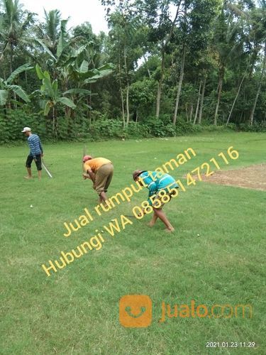 Rumput Jepang Pemalang,Rumput Hias Harga Paling Murah