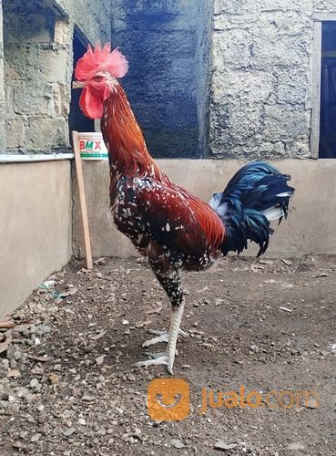 Ayam Pelung Cianjur