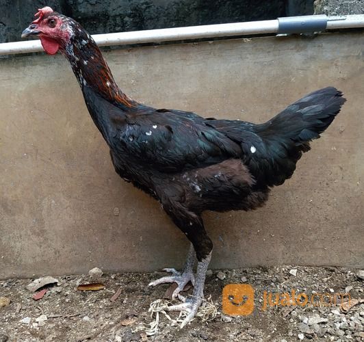 Sepasang Ayam Pelung Cianjur