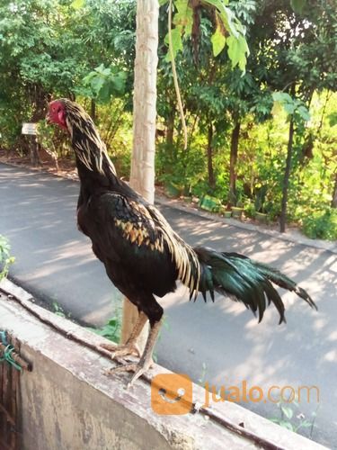 Ayam Bangkok 6 Bulan