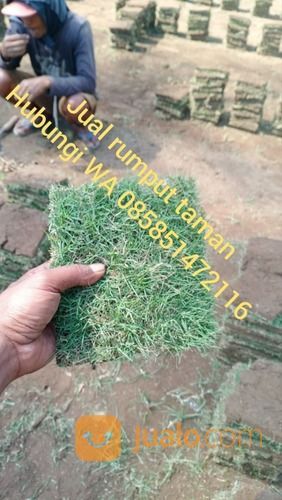 Rumput Jepang Soreang Harga Paling Murah
