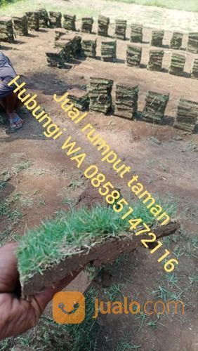 Rumput Jepang Soreang Harga Paling Murah