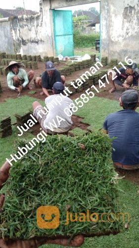 Rumput Jepang Soreang Harga Paling Murah