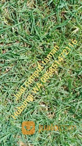 Rumput Jepang Soreang Harga Paling Murah