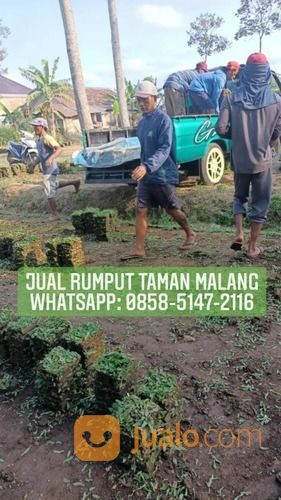 Rumput Golf Lombok Tengah,Rumput Hijau Harga Petani