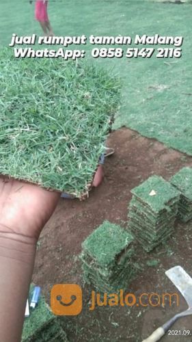 Rumput Golf Lombok Tengah,Rumput Hijau Harga Petani