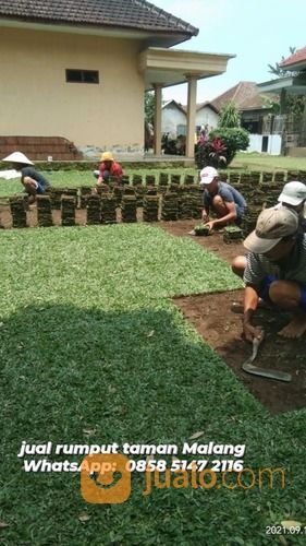 Rumput Golf Lombok Tengah,Rumput Hijau Harga Petani