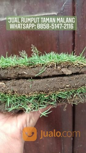 Rumput Golf Lombok Tengah,Rumput Hijau Harga Petani