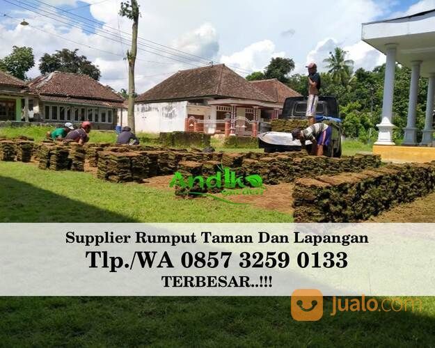 Harga Rumput Gajah Untuk Makam Blitar, WA 0857 3259 0133, ANDIKA GARDEN