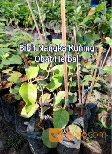 Bibit Nangka Kuning Polybag Sudah Tumbuh Subur Siap Tanam
