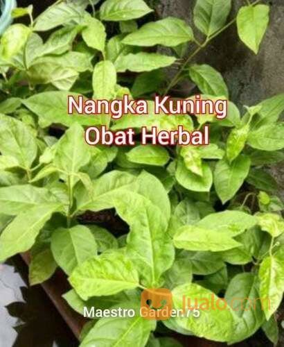 Bibit Nangka Kuning Polybag Sudah Tumbuh Subur Siap Tanam