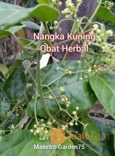 Bibit Nangka Kuning Polybag Sudah Tumbuh Subur Siap Tanam