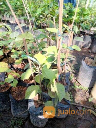 Bibit Nangka Kuning Polybag Sudah Tumbuh Subur Siap Tanam