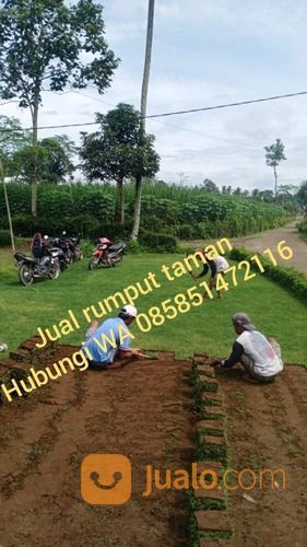 Rumput Golf Purwakarta,Rumput Jepang Dan Gajah Mini Purwakarta