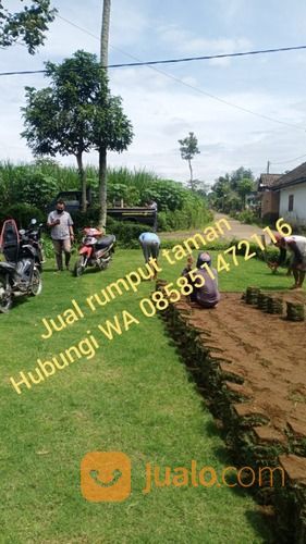 Rumput Golf Purwakarta,Rumput Jepang Dan Gajah Mini Purwakarta