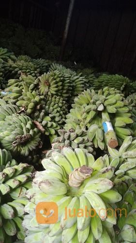 Suplayer Pisang Kepok Enggano