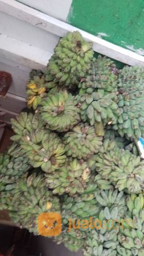 Suplayer Pisang Kepok Enggano