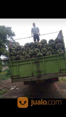 Suplayer Pisang Kepok Enggano