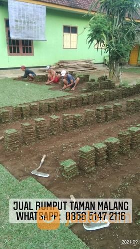 Rumput Jepang Samarapura Klungkung,Rumput Gajah Mini Dan Golf Klungkung