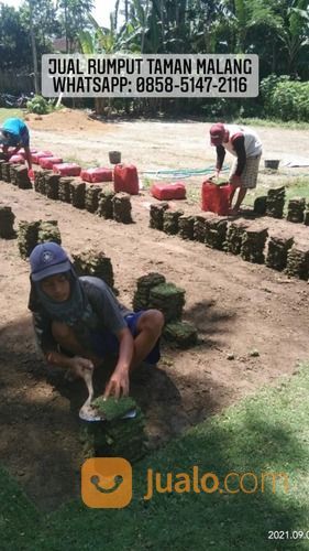 Rumput Jepang Samarapura Klungkung,Rumput Gajah Mini Dan Golf Klungkung