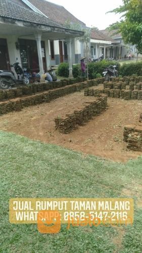 Rumput Jepang Samarapura Klungkung,Rumput Gajah Mini Dan Golf Klungkung