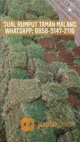 Rumput Jepang Kota Mataram,Rumput Berkwalitas Harga Paling Murah Siap Tanam