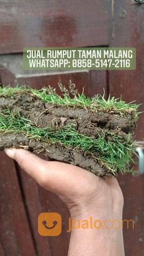 Rumput Jepang Kota Mataram,Rumput Berkwalitas Harga Paling Murah Siap Tanam