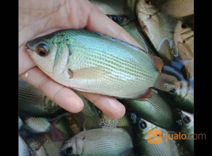 Bibit Ikan Tembakang Di Palembang