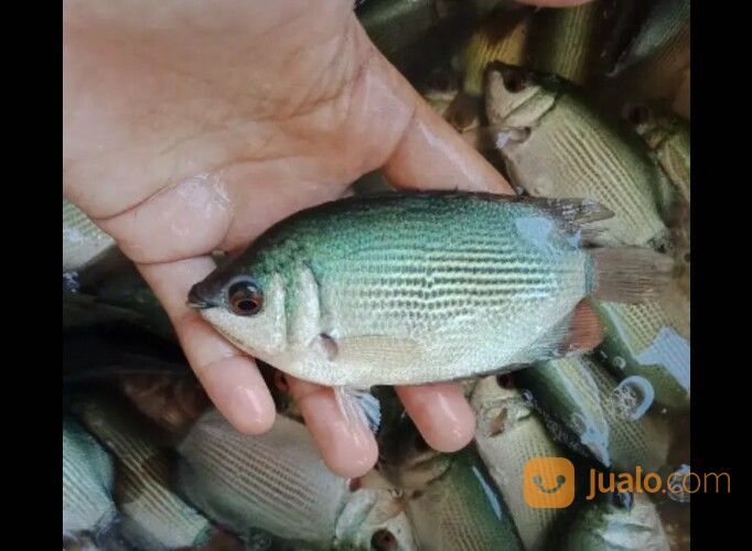 Bibit Ikan Tembakang Di Palembang