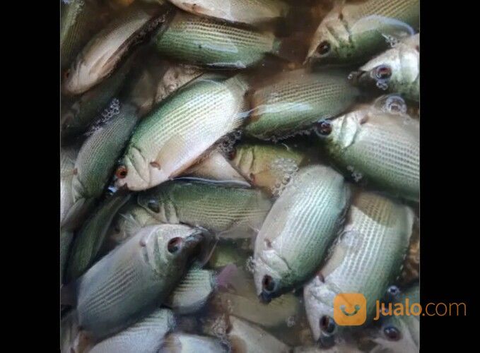 Bibit Ikan Tembakang Di Palembang