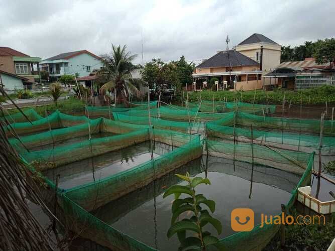 Bibit Ikan Tembakang Di Palembang
