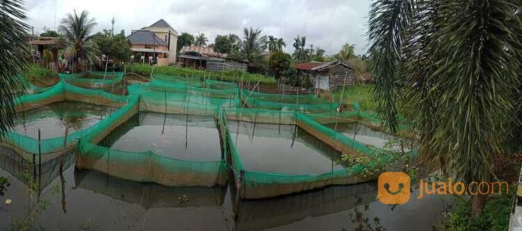 Bibit Ikan Tembakang Di Palembang