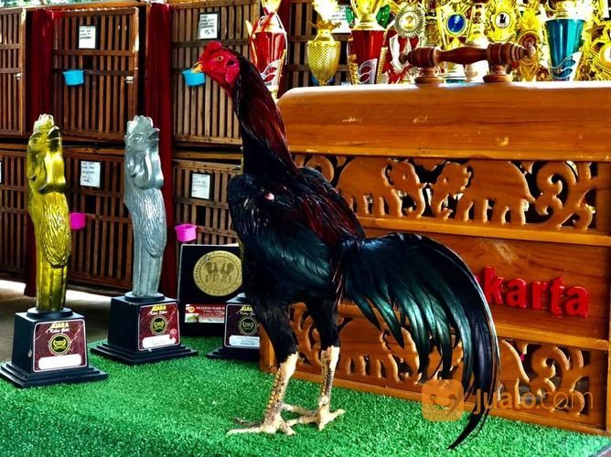 Ayam Petarung Jogja RJ Farm Indonesia